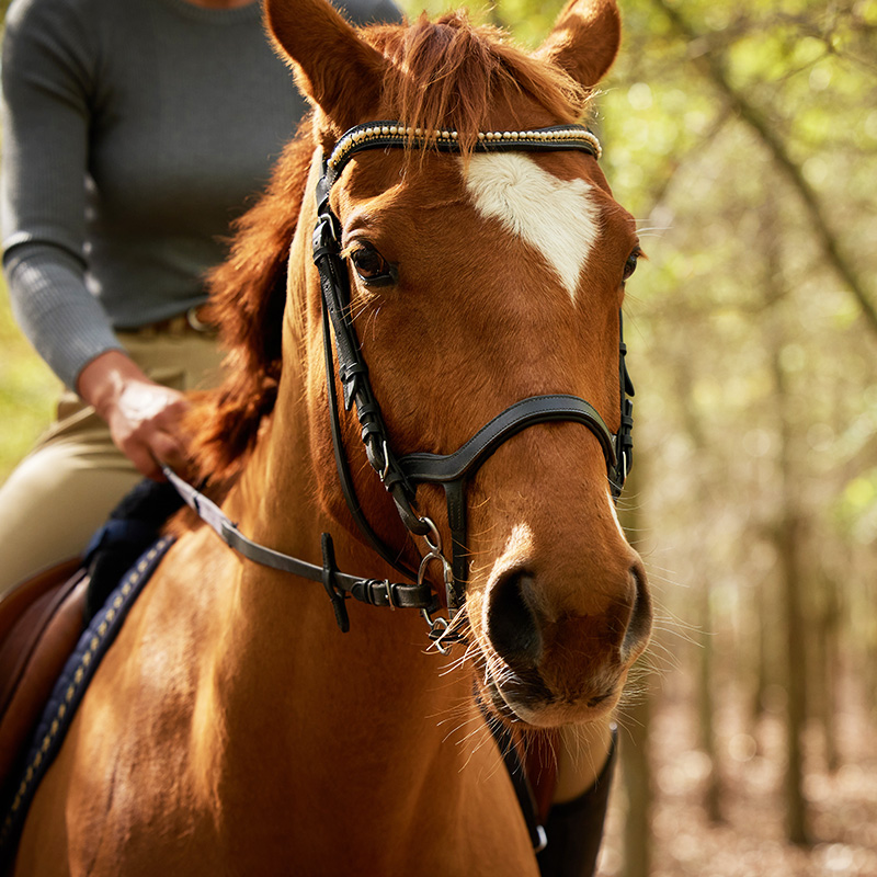 Equitazione_
