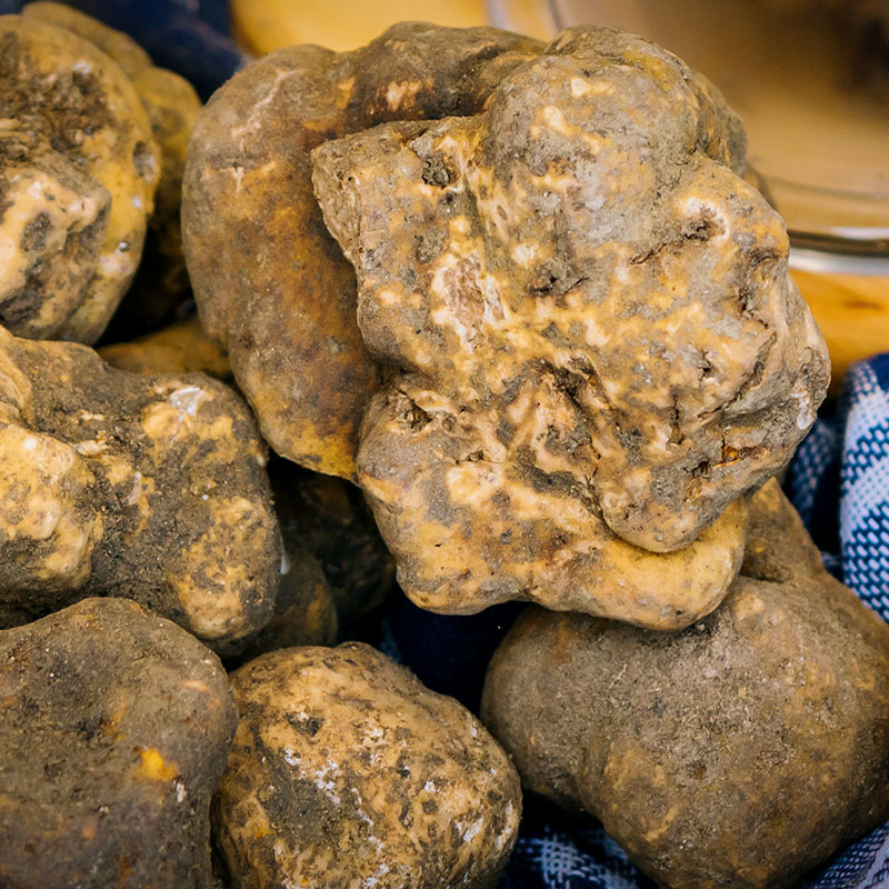 Il Tartufo di Gubbio